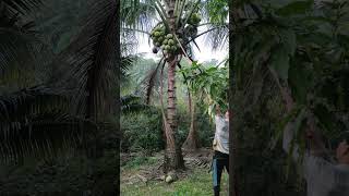 Picking coconuts the end