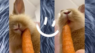 Cute Bunny Eating Carrot / Pets Eating Food ASMR / Cute Pets #shorts