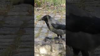 Серая ворона с добычей. ( Corvus cornix).