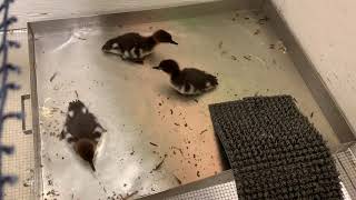 Common Merganser Chicks Feeding on Minnows