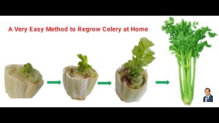 A Very Easy Method to Regrow Celery at Home.