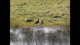 The Lapwing Largo (Jan 2019)