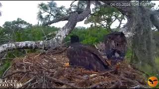 04 03 24 Eagle Country eaglet blown from nest