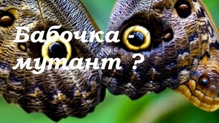 Огромная бабочка на дачном участке