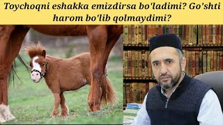 Toychoq eshakni emib qo'ysa harom bo'ladimi? | Muhammad Ayyub domla