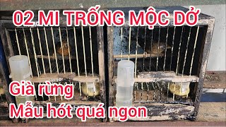 352. LÊN NHANH 2 EM HỌA MI TRỐNG MỘC DỞ GIÀ RỪNG MẪU NUÔI HÓT QUÁ LÝ TƯỞNG...#lyhaichim