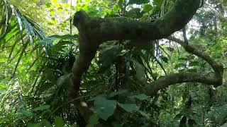 Парк обезьян в Убуде, Monkey Forest Padangtegal Ubud, Индонезия, Бали, Убуд 2024 часть 7