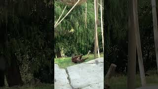 Monkey Gone Made crazy   San Diego Zoo & #wildlife #zoo #monkey