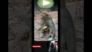 #Monkey #sees, monkey does #funny