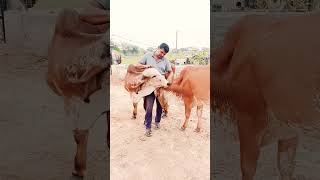 Results of Kanhaiya gir Bull  || Top gir breeding farm in haryana Naloi