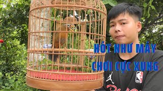 Mã số 162-Họa mi thuần xách tay- Siêu mỏ- Cực hay | Khải Chim Tuyên Quang