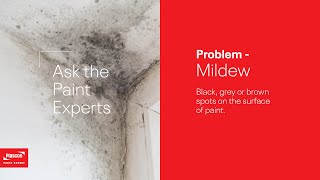 How to Paint Over Mildew - Ask the Paint Experts