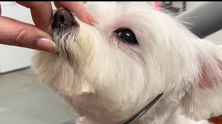 Grooming a Maltese (Part 1 of 2)