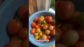 Собираем урожай 🍅🍅🍅 #лето2024 #дача #дача2024 #огород