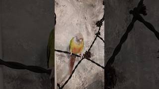 Ручной попугай #birds#пиррура#parrot