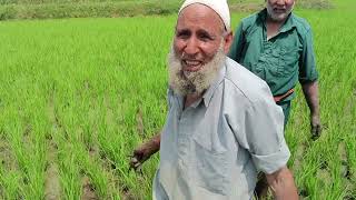 Management of Weeds in Rice Crop through Hand Weeding & its Benefits in Rice Production.