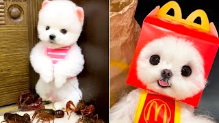 Cute Pomeranian Puppies Doing Funny Things #38 🐶 Cute and Funny Dogs 2024 😅 Box Studios