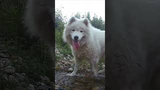 Хозяин под водой спрятался! #samoyed #прикол #samoyeddog