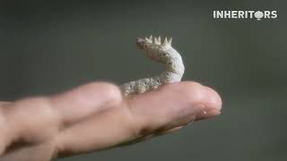 Worm gifted by heaven