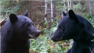 Black Bears on Vancouver Island