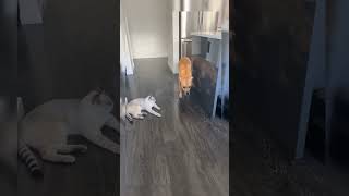 A dog is afraid of a cat. How funny is this video?