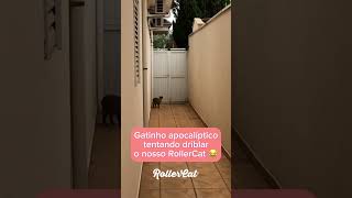 Sou apocalíptico, Márcia 👀😂#rollercat #rollercatbrasil #gatos #gatosfugindo #antifuga