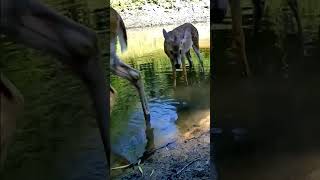 Mama deer and fawn enjoy pondweed #shorts #wildlife #trailcam #deer