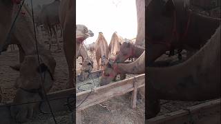 Camels are eating fodder in a group #ytshorts #camellove #camelfarm #camelculture #camellife #shorts