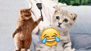 New Funny Animals 😂 Funniest Cats and Dogs Videos 😺🐶