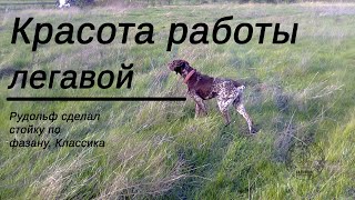 Волшебство и красота. Молодой курцхаар, стойка