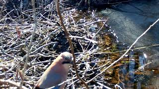 Chatty Eurasian jays