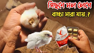 পিছনে মল লেগে বাচ্চা মারা যাওয়ার কারণ ও চিকিৎসা || মুরগির বাচ্চার রোগ ও চিকিৎসা || Nur Bhai and