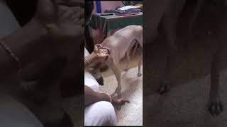 Legend Chippiparai dog craving for Pampering கொஞ்சலுக்கு ஏங்கும் சிப்பிப்பாறை