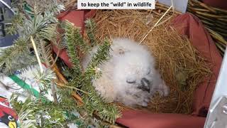 Great Horned Owl renest