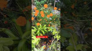 విరబూసిన పూతోట Home vibes #garden #home #backyard #india #leelagola #nature #flowers #amma #pooja