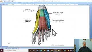 Musculo-skeletal Module ,Anatomy of Lower Limb in Arabic 28 ( Medial plantar nerve ) Wahdan