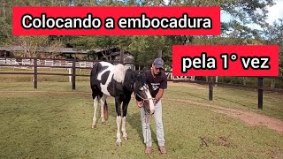 Colocando a embocadura pela 1° vez