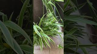 Healthy spider plants with flowers and plantlets         #shortsvideo #plant fyp