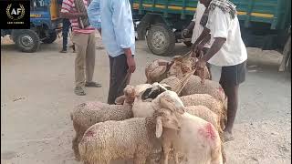 part-2 sheep market