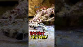 SPESIES IKAN TERBARU