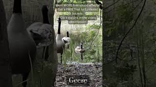 Geese Sound Effect. Free Copyright SOUND EFFECTS | SoundME #shorts