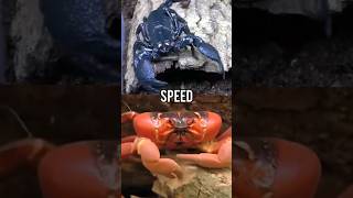 Crab VS Scorpion (remake)