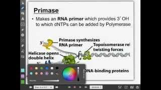 Biol 107 Classroom Lecture Capture DNA replication part2