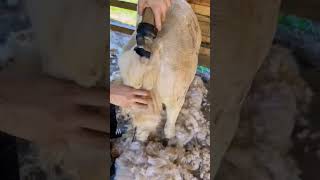 Good #horse #satisfying #sheep #alpaca #oddlysatisfying #goat #sheepandgoats #musicgenre