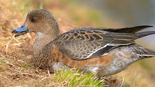 Mischievous Female Wigeon Interrupts Mallard Duck Couple's Peaceful Day [4K]