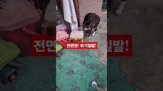 야옹이 부평캡틴 도전~^~격투 일촉즉발