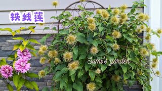 【花の物语】73 鉄線蓮花後的不同处理