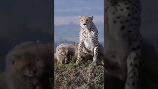 cheetah fight to save cub #shorts #viral #trending