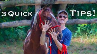 How To Pet A Horse Correctly... DON'T Do It Wrong!