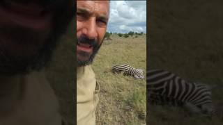 Zebra ko kisne mara hoga 🦓😰 #shorts #animals #zebra #vlog